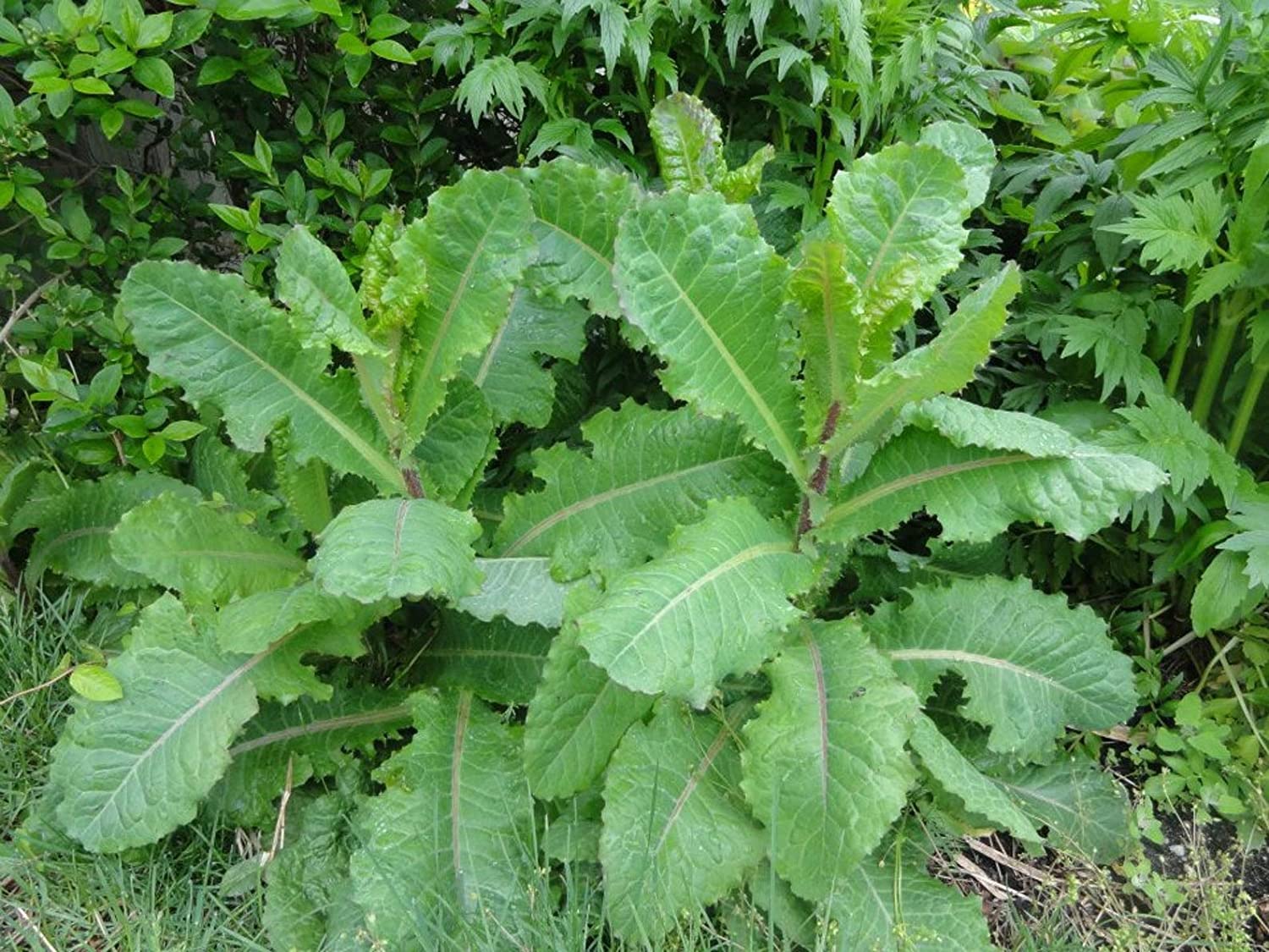 Lactuca virosa (латук ядовитый)